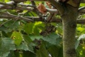 Honingraad - afbeelding website