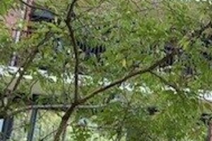 Zonnebloem - foto uit Trouw.nl